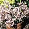 Saxifrage Southside Seedling - Abriachan Nurseries
